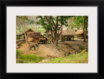 Thailand, Chiang Mai Province, Patara Elephant Farm
