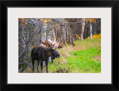 The large bull moose in the Kincade Park area, South-central Alaska, Anchorage