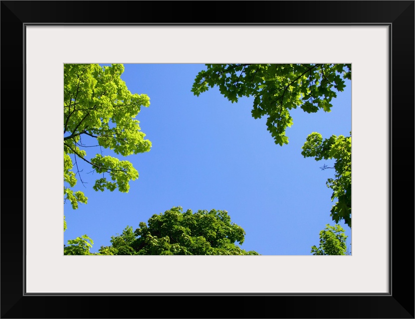 The Sky Through Trees