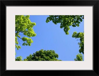 The Sky Through Trees