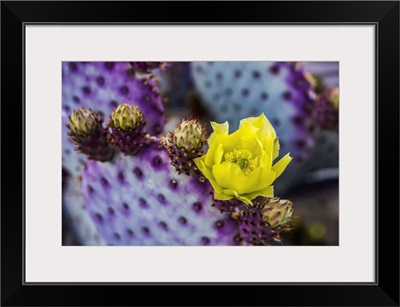 The Yellow Bloom Of A Prickly Pear Cactus Flower And Future Buds, Arizona
