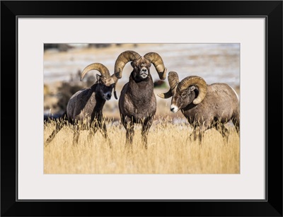 Three Bighorn Sheep Rams Near Yellowstone National Park, Montana, USA