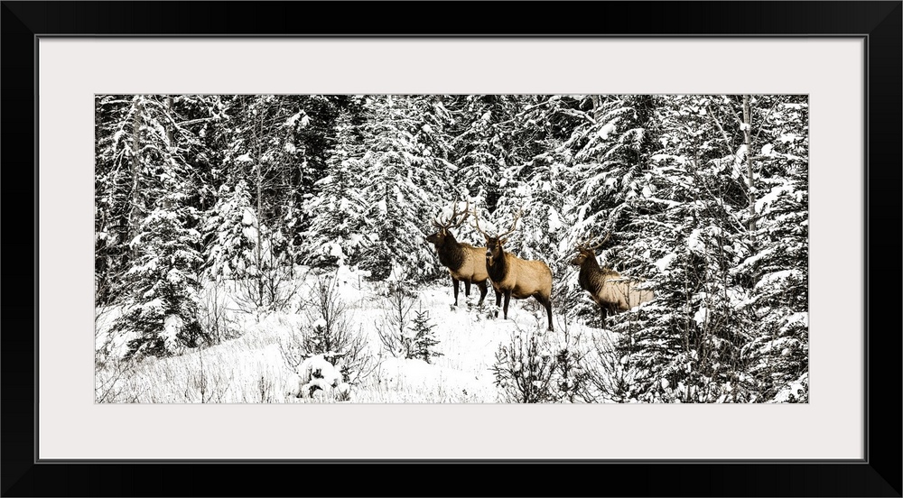 Three bull elk (cervus elaphus canadensis) standing in a snow-covered forest and looking at the camera during winter in Ba...