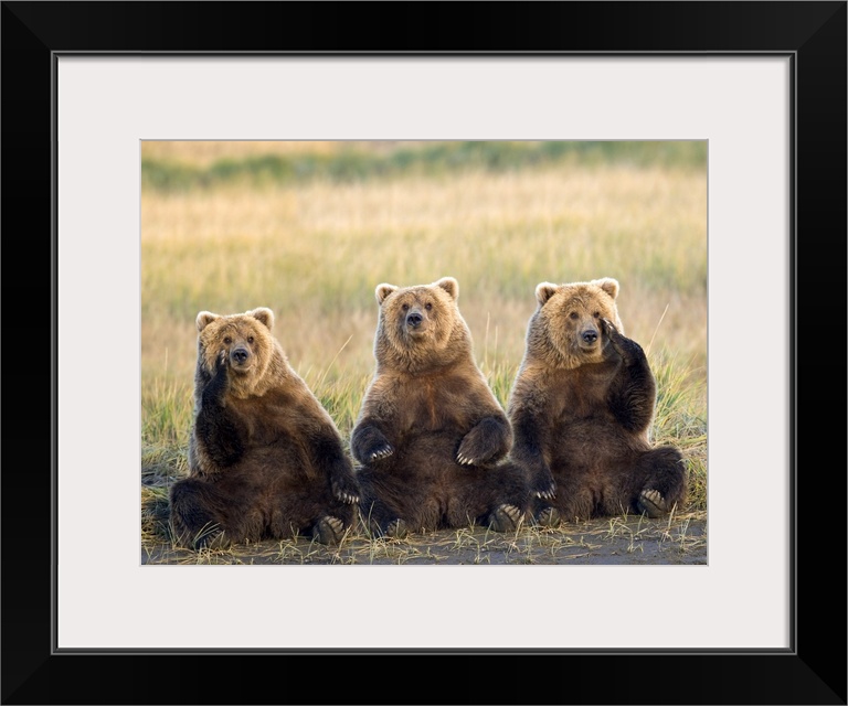 Brown bears sitting up with each other contemplating the mysteries of the universe or what to have for lunch in this natur...