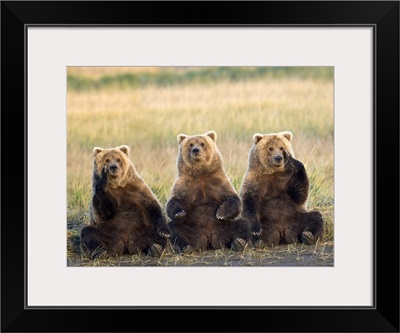 Three grizzlies sitting in meadow scratching faces Katmai National Park Alaska