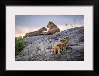 Three Lion Cubs Sitting On A Rock, Serengeti, Tanzania