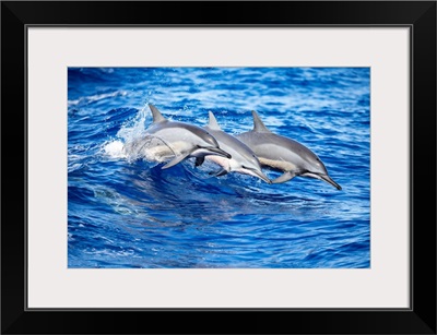 Three Spinner Dolphins Leap Out Of The Pacific Ocean Off The Island Of Lanai, Hawaii