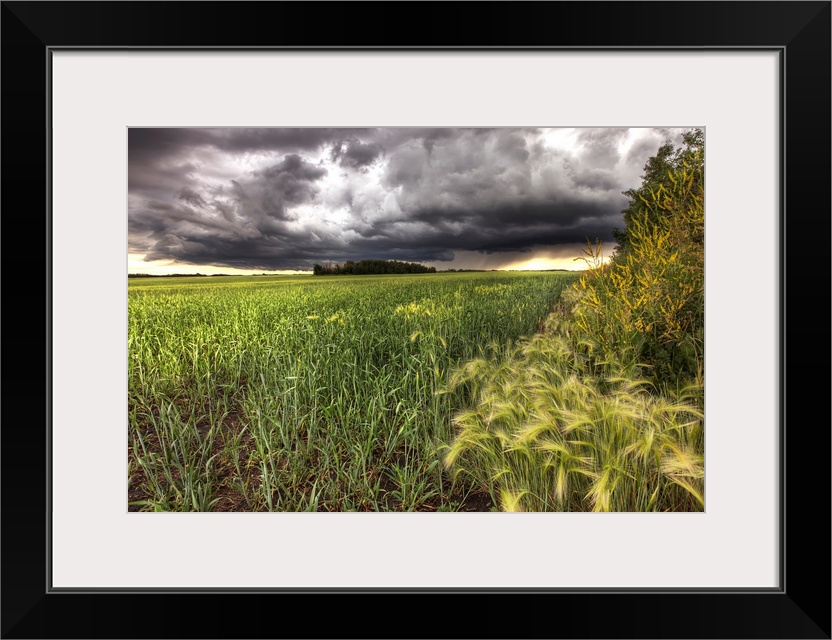 Thunder Clouds Over Field Of Wheat North Of Edmonton, Alberta, Canada