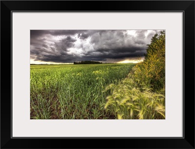 Thunder Clouds Over Field Of Wheat North Of Edmonton, Alberta, Canada