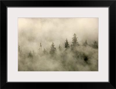 Tips Of Coniferous Trees In Mist, Vancouver Island, British Columbia, Canada