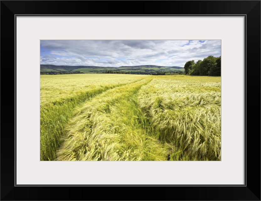 Tire Tracks in Wheat Field, East Lothian, Scotland