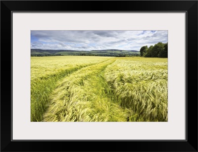 Tire Tracks In Wheat Field, East Lothian, Scotland