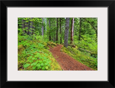 Trail To Proxy Falls In Willamette National Forest; Oregon, USA