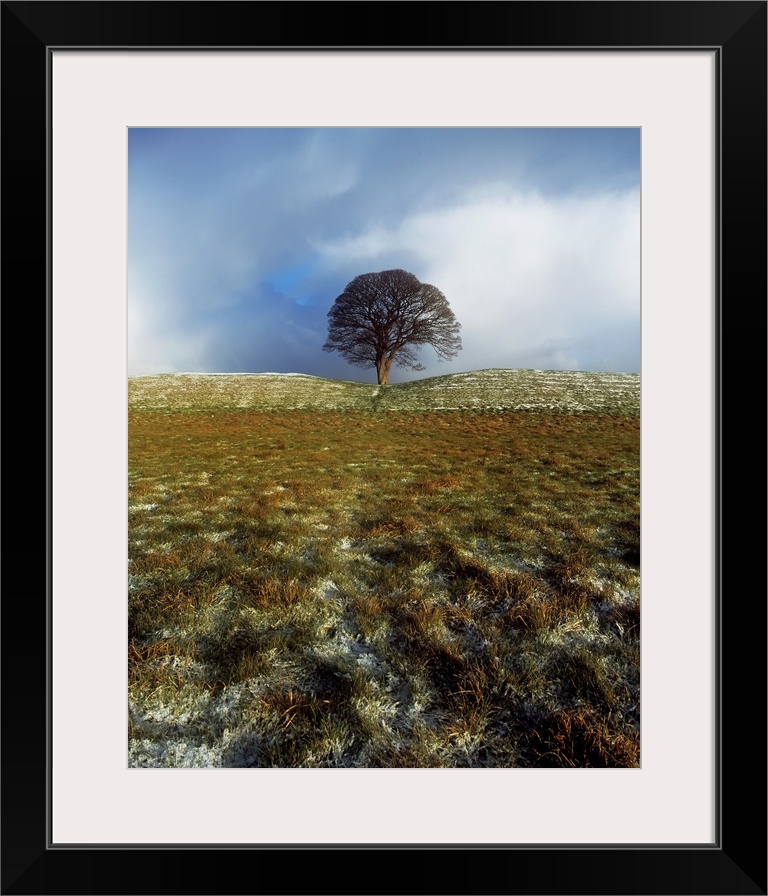 Tree On A Landscape, Giant's Ring, Belfast, Northern Ireland