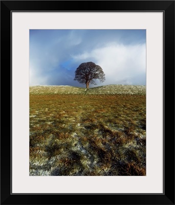 Tree On A Landscape, Giant's Ring, Belfast, Northern Ireland