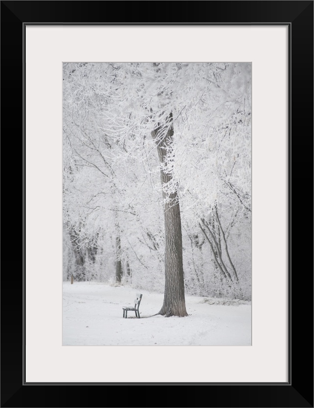 Trees And A Park Bench Covered In Snow, Winnipeg, Manitoba, Canada