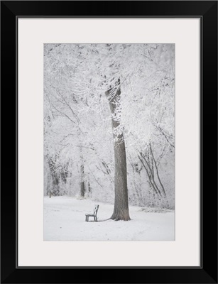 Trees And A Park Bench Covered In Snow, Winnipeg, Manitoba, Canada