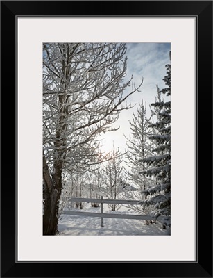 Trees Covered With Snow And Frost; Calgary, Alberta, Canada