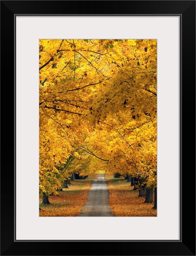 Trees In Autumn