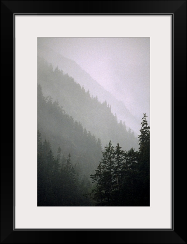 Trees in fog Seward Southcentral AK winter scenic