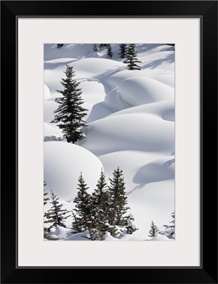 Trees In Snow Drifts At Lake Louise, Banff National Park, Alberta, Canada