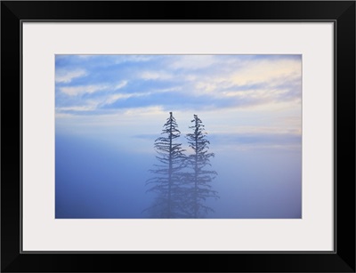 Trees In The Fog, Oregon Cascades, Oregon