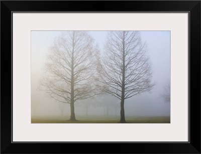 Trees Surrounded By Fog, Oregon Cascades, Oregon