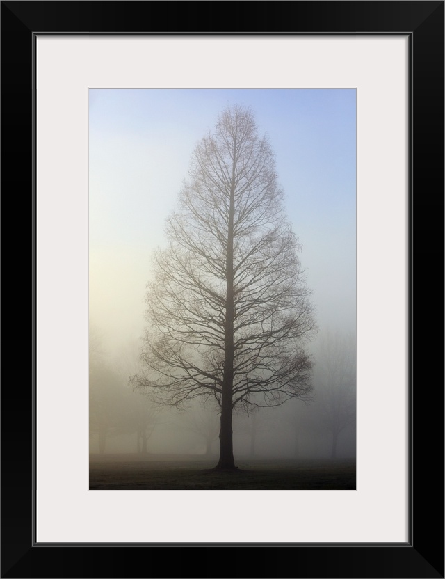 Trees Surrounded By Fog, Oregon Cascades, Oregon