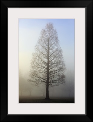 Trees Surrounded By Fog, Oregon Cascades, Oregon