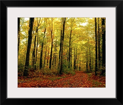 Trees With Autumn Leaves In The Forest
