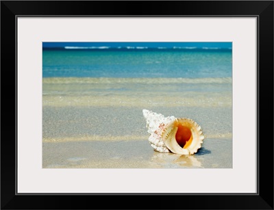 Tropical Seashell On The Beach With Gorgeous Clear Blue Ocean Behind
