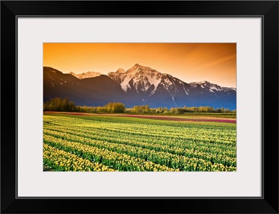 Tulip Fields, British Columbia, Canada