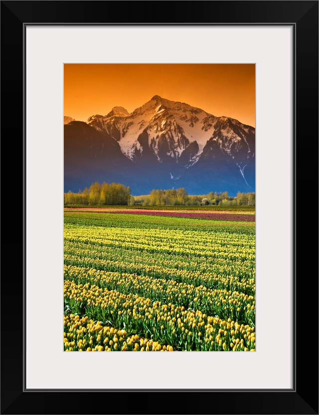 Tulip Fields, British Columbia, Canada