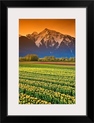 Tulip Fields, British Columbia, Canada