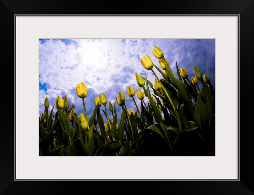 Tulips And Sky