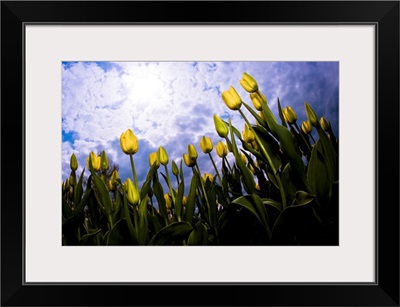 Tulips And Sky