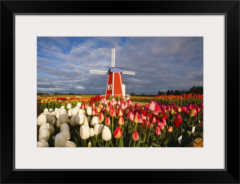 Tulips close-up in the foreground and a windmill on Wooden Shoe Tulip Farm, Woodburn, Oregon, United States of America