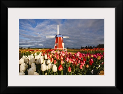 Tulips Close-Up And A Windmill On Wooden Shoe Tulip Farm, Woodburn, Oregon