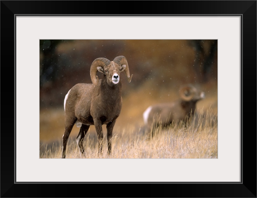 Two bighorn rams (ovis canadensis). Augusta, Montana, united states of America.
