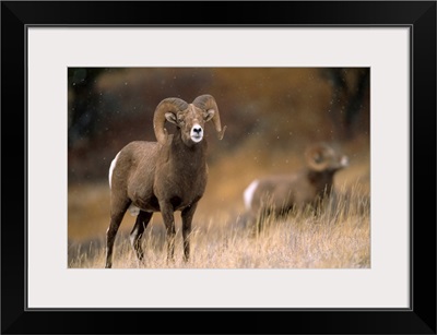 Two Bighorn Rams (Ovis Canadensis), Augusta, Montana, United States Of America