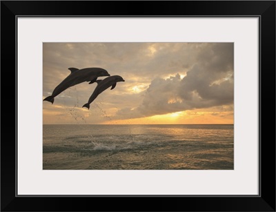 Two Bottlenose Dolphins (Tursiops Truncatus) Jumping At Sunset, Roatan, Honduras