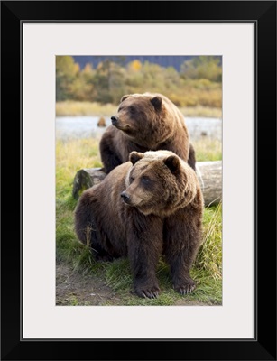 Two Brown bears sitting near log at the Alaska Wildlife Conservation Center