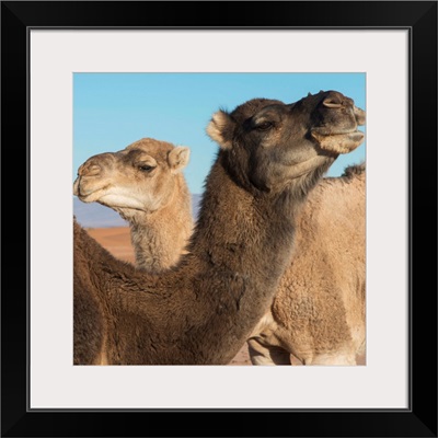 Two camels and a blue sky