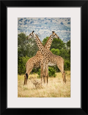 Two Masai Giraffe Crossing Necks By Trees, Serengeti, Tanzania