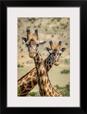 Two Masai Giraffe Crossing Necks, Serengeti, Tanzania