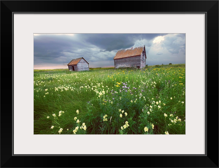 Two Old Granaries With Prairie Wildflowers, Central Alberta, Canada