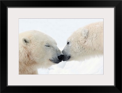 Two Polar Bears Touching Noses Or Kissing; Churchill, Manitoba, Canada