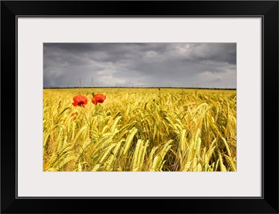 Two Red Poppies In Wheat Field