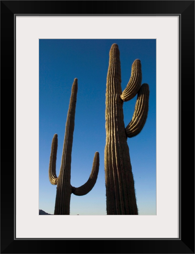 Two Saguaro Cacti In The Sonoran Desert