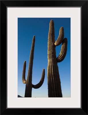 Two Saguaro Cacti In The Sonoran Desert